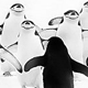 ����� ����� �� 18.03.2011. ������� Wildlife Photographer of the Year 2011