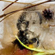 25.01.�25.04.2012. �.-���������. ����� ���������. �Ice�
