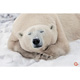 24.01.�23.02.2014. ��������� ������������� �������