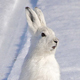 20.01.�01.03.2015. ������. ������ ��������. ������������� �������