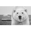 ����: David Yarrow. 