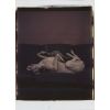 ����: William Wegman