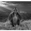 ����: David Yarrow. 