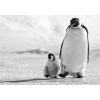 ����: David Yarrow. 